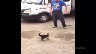 кот прыгает в такт с человеком