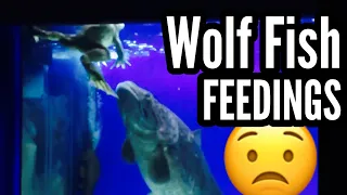 Warning: Wolf Fish Feeding Compilation
