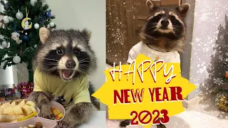 HAPPY NEW YEAR / Funny animals, cats, raccoons, dogs 2023