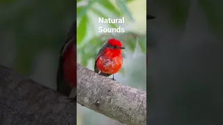 Birds Natural Sounds | Cute Vermilion Flycatcher Pyrocephalus Rubinus