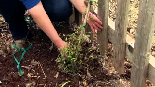 Planting a Clematis