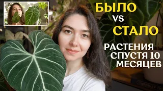 РАСТЕНИЯ спустя 10 МЕСЯЦЕВ после покупки |  мои УСПЕХИ и ПРОВАЛЫ 🌿