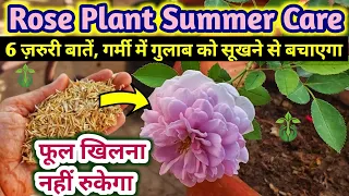 ROSE PLANT GROWING TIPS.ROSE PLANT CARE IN SUMMER.SAVE ROSE PLANT.तेज़ धूप में भी खिलेगा गुलाब/Gulab