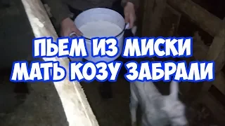 Кормление козлят с миски  Отлучение козлят от матери//Feeding kids from a bowl