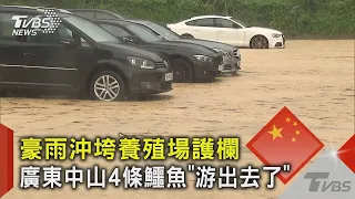豪雨沖垮養殖場護欄 廣東中山4條鱷魚「游出去了」｜TVBS新聞