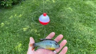 Using LIVE Bluegill Under a Bobber to Catch BASS (Effective!)