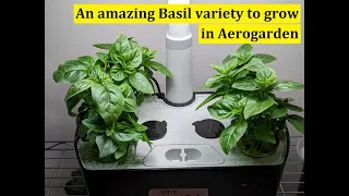 Dwarf Greek Basil, the best Basil variety you must grow in Aerogarden