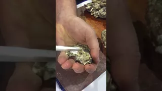 Shucking Video