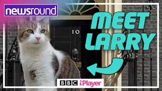 LARRY the Downing Street cat is CHIEF MOUSER! | Newsround