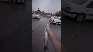 Дождь из рыбы в Иране.