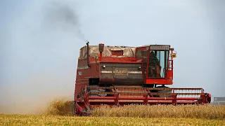 Massey Ferguson 760: Prairie Queen in the polder | Classic wheat harvest | Stichting Polderpioniers