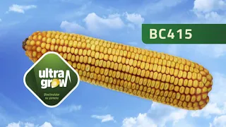 Ultra Grow kukuruz s biostimulatorom 2021 - Bc Institut