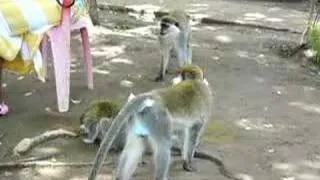 Monkeys love softdrinks
