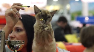 Catsburg Cat Show - WCF - TICA - Moscow 04.03.2017 Выставка кошек Кэтсбург