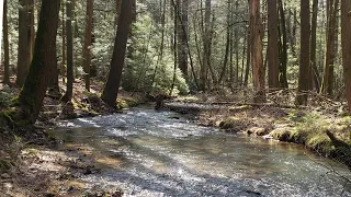 PA Wild Trout - One of the Smaller Trout I've Ever Caught