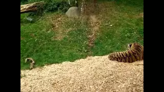 Tiger hunts,  attacks,  kills and eats a Heron in Dublin Zoo