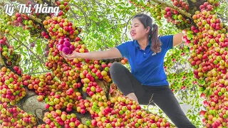 Harvesting Fig & Goes to the Market Sell - Harvesting & Cooking || Ly Thi Hang || Daily Life