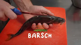 Barsch | Filetieren XXL | Fisch und Grips