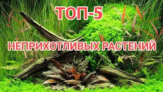 ТОП-5 НЕПРИХОТЛИВЫХ АКВАРИУМНЫХ РАСТЕНИЙ