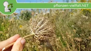 Wilde Möhre - Früchte/Samen - 19.08.18 (Daucus carota) - essbare Wildkräuter bestimmen