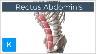 Rectus Abdominis Muscle Overview - Anatomy | Kenhub