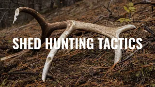 Shed Hunting Tactics