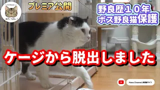 ケージから脱出した元ボス野良猫がとった行動が…「ペットカメラが捉えた一部始終！」