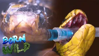 Toothless Samar Cobra in North Cotabato | Born to be Wild