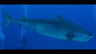 Scuba Diving with Laverne - Kona's Most Famous Tiger Shark