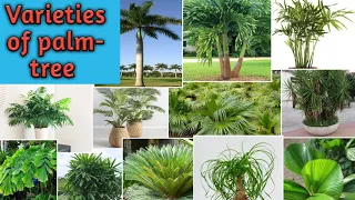 Varieties Of Palm Tree || Palms Variety || Different Types Of Palm