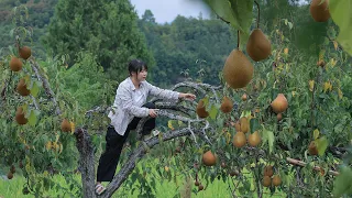 【二米炊烟】Autumn Pear Syrup, Chinese Medicine Diet. 傳承1000年的古老秘方，秋天的梨子熬成膏