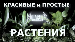 ТОП 5: Красивых и простых аквариумных растений, с которыми справится даже новичок