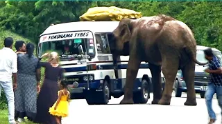 A ferocious elephant that came to the road in search of food was hit by a bus