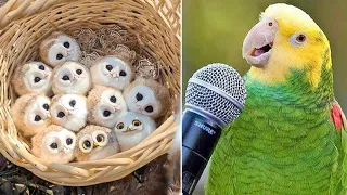 Smart And Funny Parrots Parrot Talking Videos Compilation (2023) - Cute Birds #18