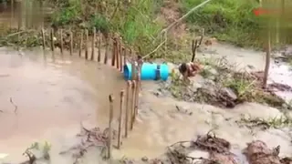 Trampa espectacular para cazar anaconda con gallina y palos de madera