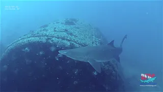 Sandtiger Sharks   Caribsea