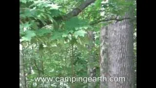 Learn How to Bear Proof Your Campsite