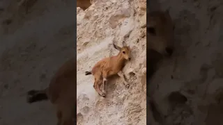 Baby Ibex chased by Fox