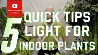 5 quick tips Light for indoor plants