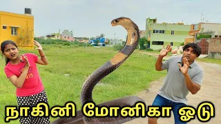 Monika Run Naagini Snake 🐍 😳 | comedy video | funny video | Prabhu Sarala Lifestyle