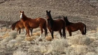 Saving America's wild horse population