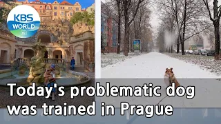 Today's problematic dog was trained in Prague (Dogs are incredible) | KBS WORLD TV 210324