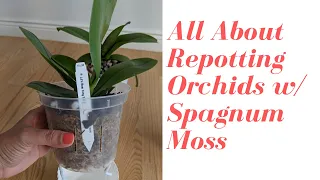 Repotting Phalaenopsis into Sphagnum Moss | All About Self Watering Pots + Sphagnum Moss for Orchids