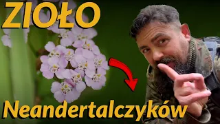 Achillea millefolium - Krwawnik pospolity - najstarsze zioło lecznicze? Rozpoznawanie i właściwości