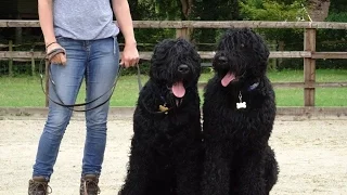 Casper & Aleksandr - Russian Black Terrier - Dog Aggression Residential Dog Training