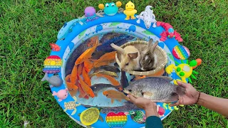 Cute fish in the pond, goldfish, catfish, shark, guinea pig, rabbit, cobra, rainbow cute chicks