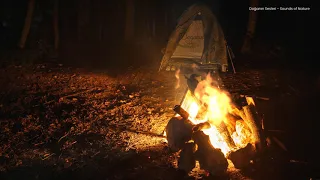 Campfire Forest Sounds cricket, owl, wind sound, wood fire peace, ASMR