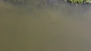 Drone fish spotting! Slidell