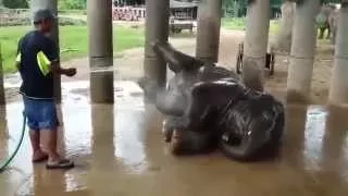 Baby Elephant Navann bath time with his mahout - ElephantNews