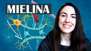 Qué es la mielina —El diccionario del cerebro